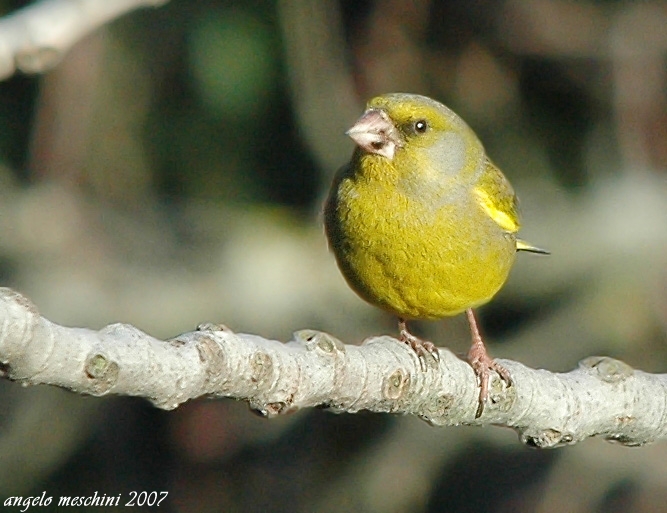 Verdone. Carduelis chloris